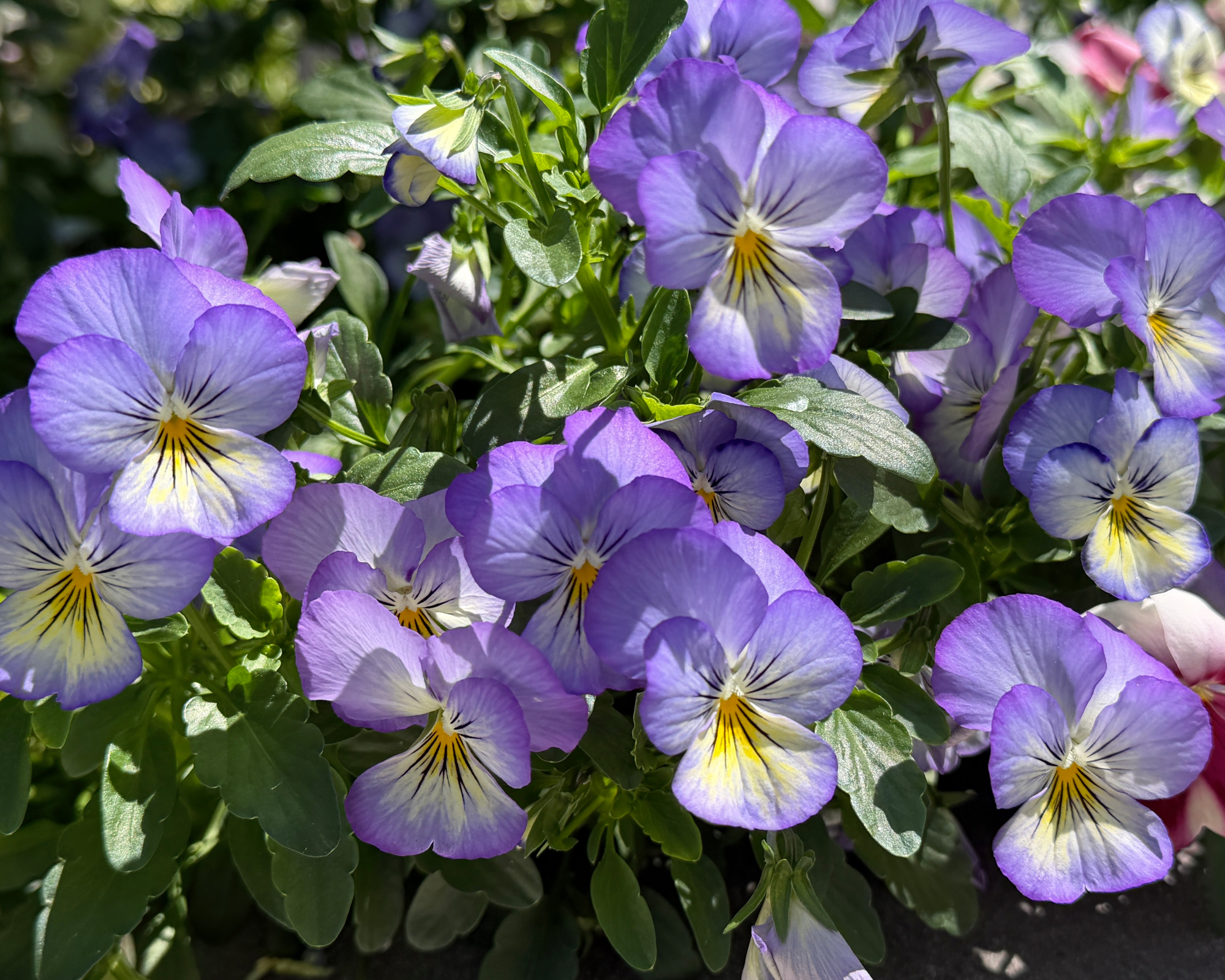 A fun outdoor planter filled with smiling lavender "Cool Wave" variety pansies. Bright spring day.