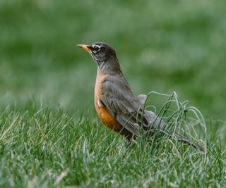 American Robin bird on grass