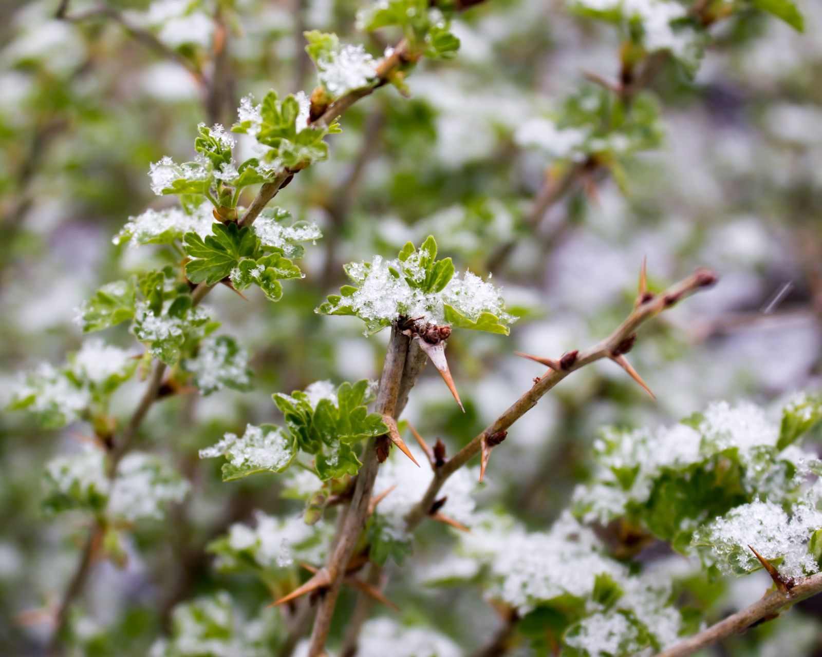 How to do gooseberry pruning for a big harvest Gardeningetc