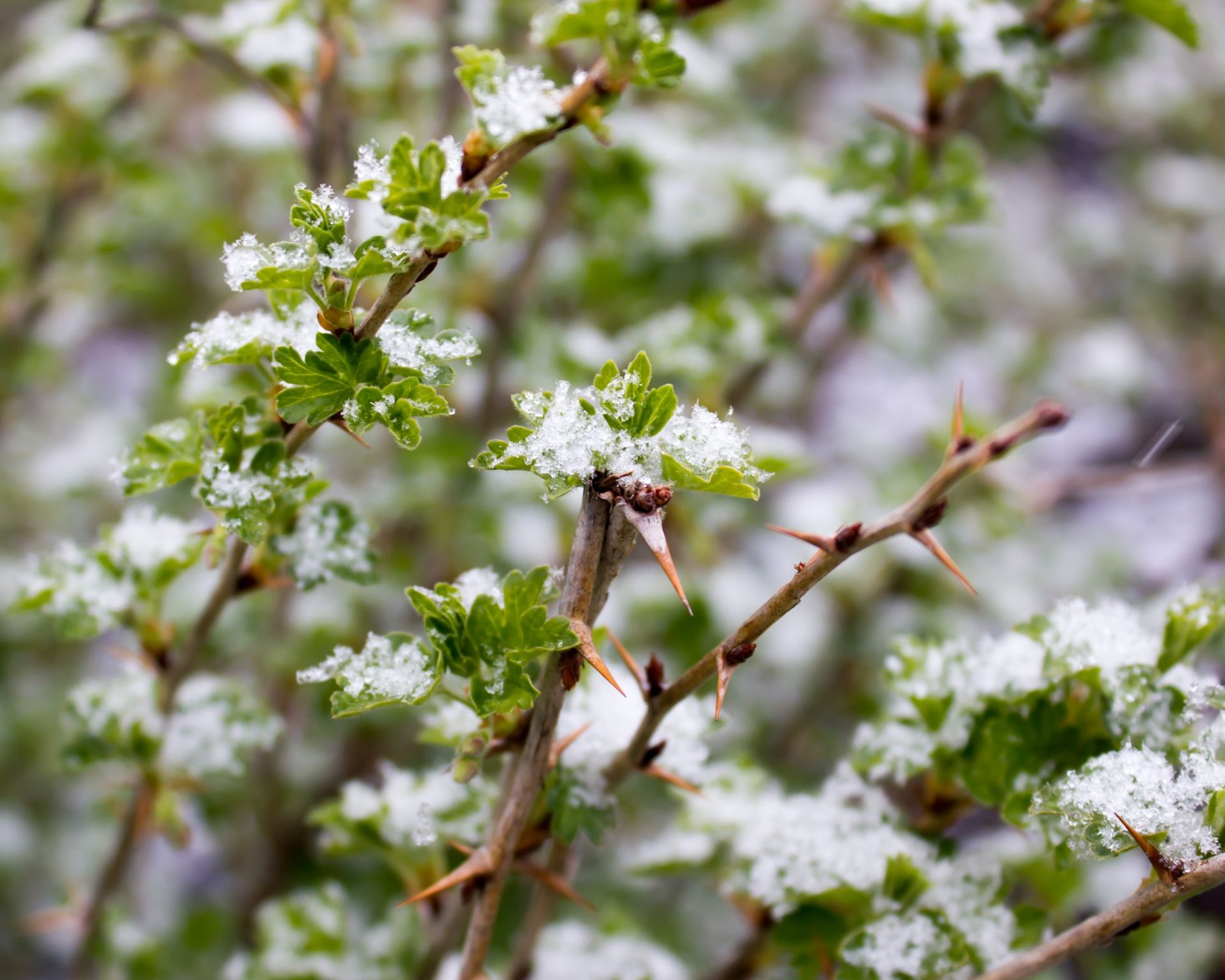 How to do gooseberry pruning for a big harvest Gardeningetc