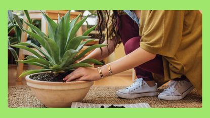 Caucasian woman planting potted plant, low-maintenance indoor plants