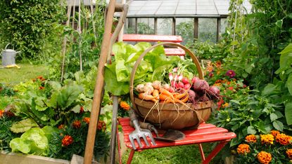 best vegetables to grow in raised beds in trug on chair in kitchen garden