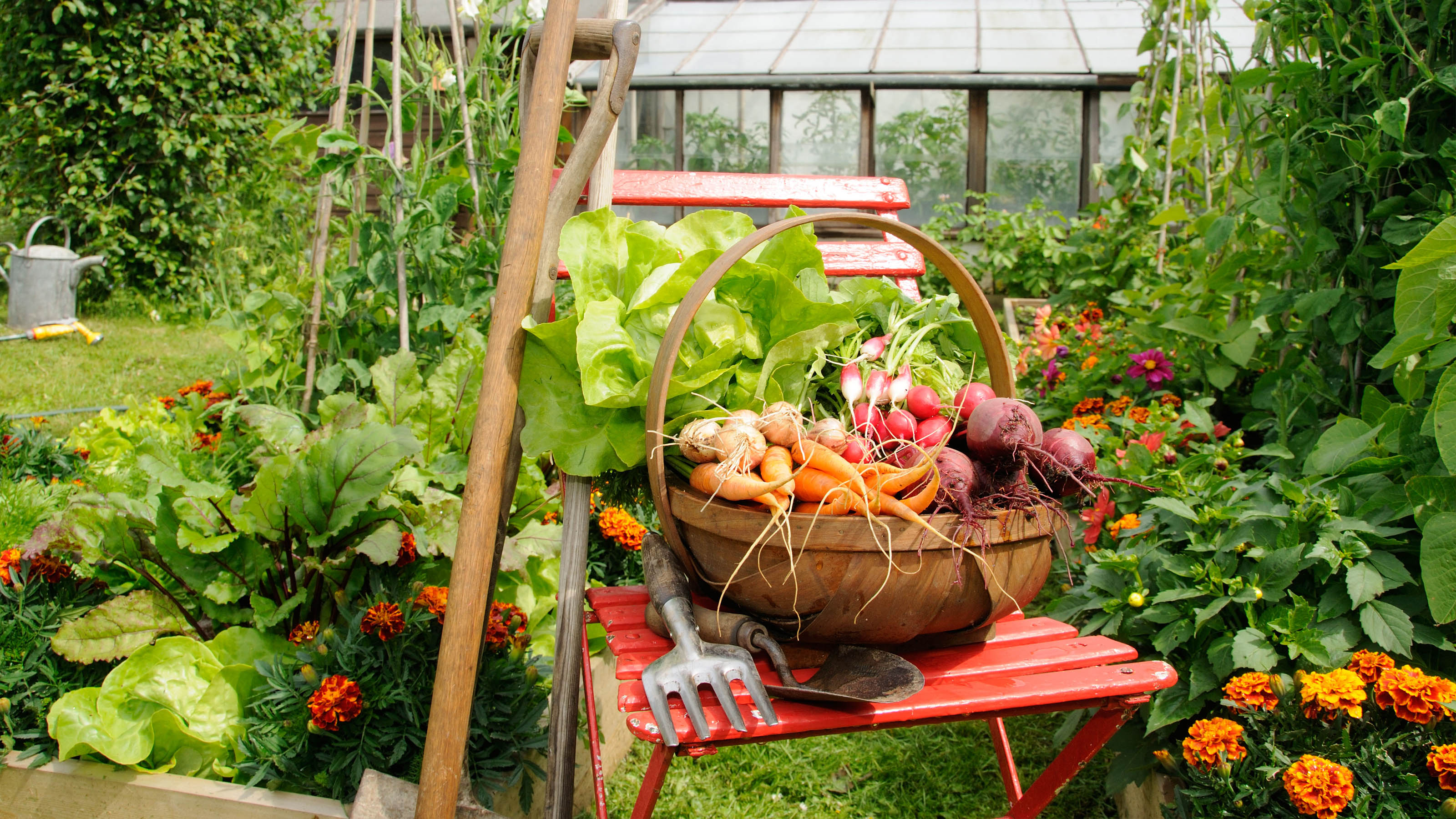 How To Grow Vegetables On A Hillside at Carol Gilbert blog