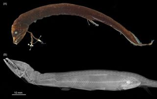 A barbeled dragonfish photo (A) and X-ray (B) show external and internal structures; the X-ray shows a large, ingested lanternfish. This and other stomach content analyses suggest that the functional head joint greatly reinforces the maneuverability of the head to swallow large prey.
