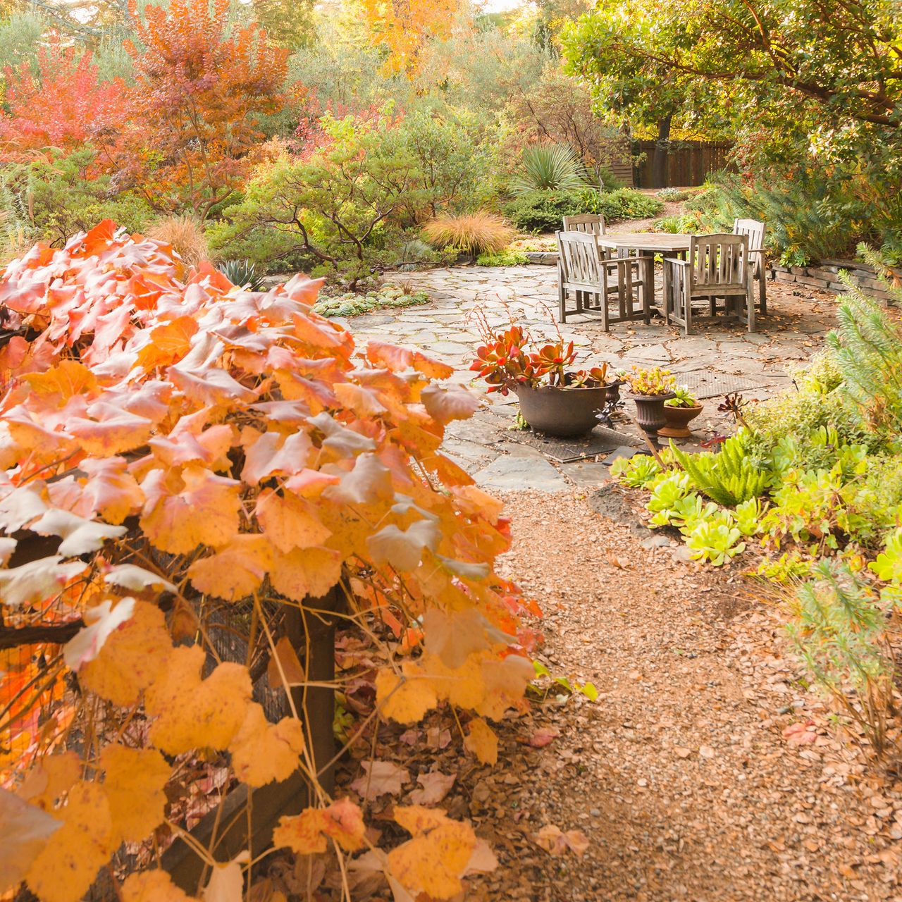 Fall garden in California