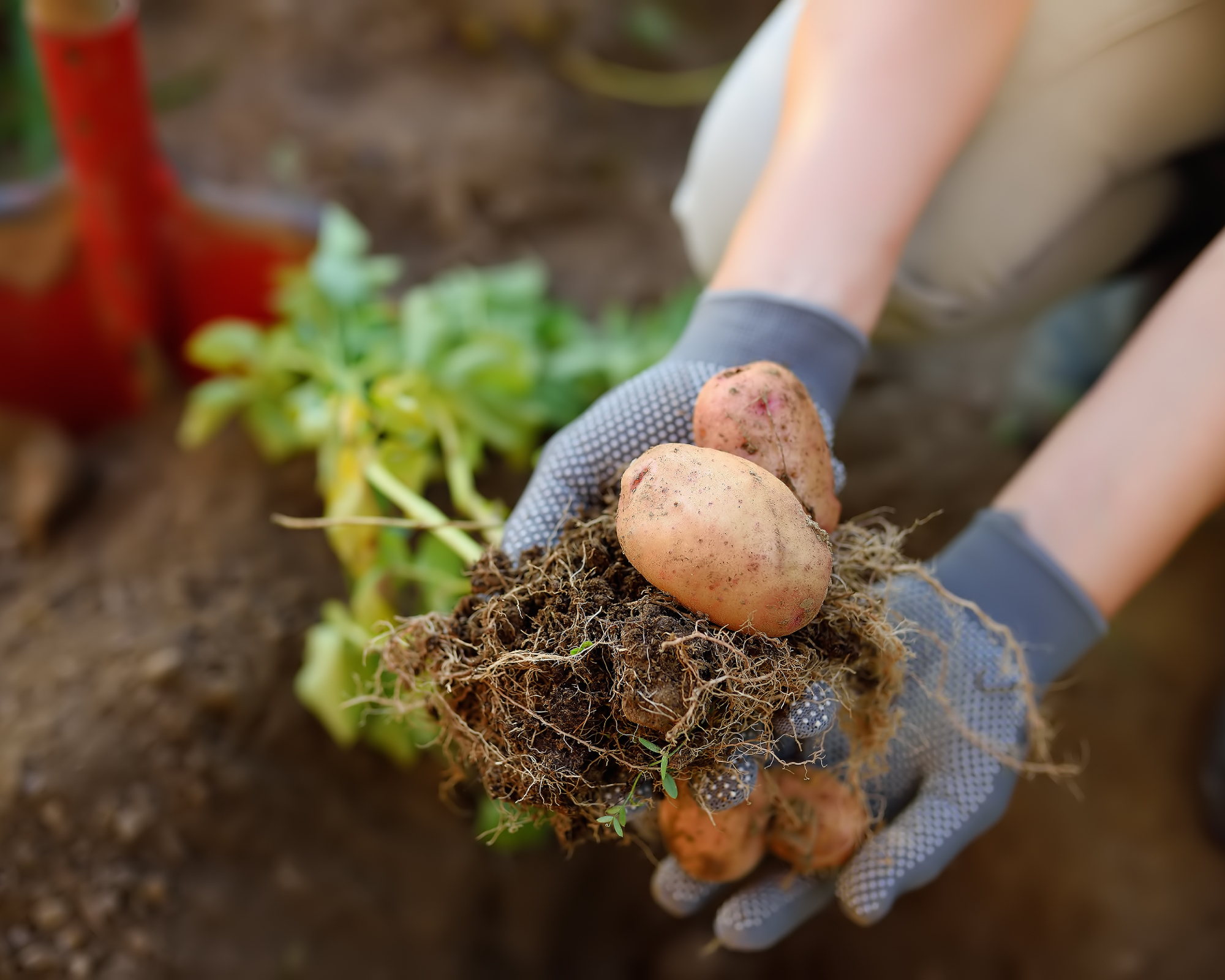 Harvesting potatoes