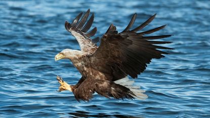 A white-tailed sea eagle, not G463, seen in UK waters 