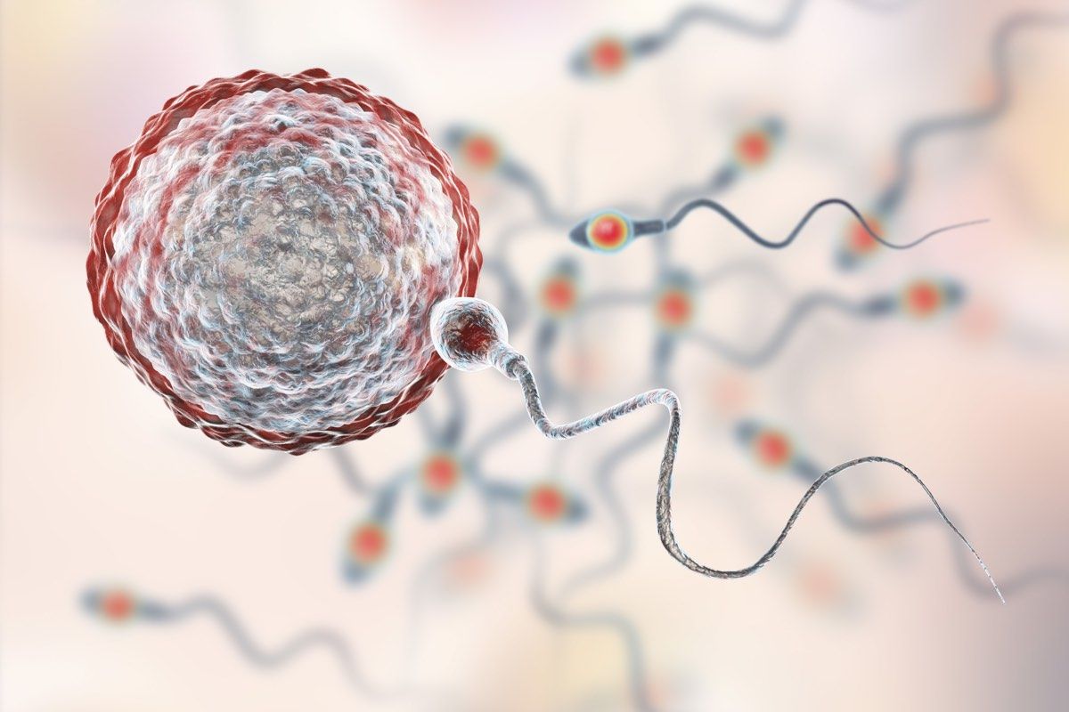 Computer illustration of sperm fertilizing an egg.