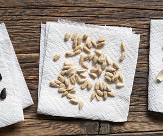 Seeds drying on a folded piece of kitchen paper