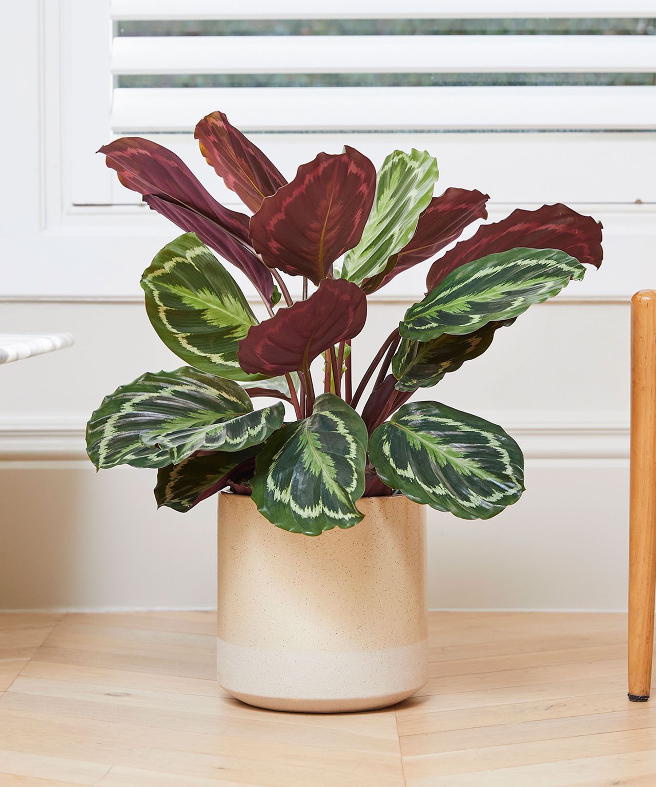 Prayer Plant Care And Growing Tips: Expert Help And Advice 