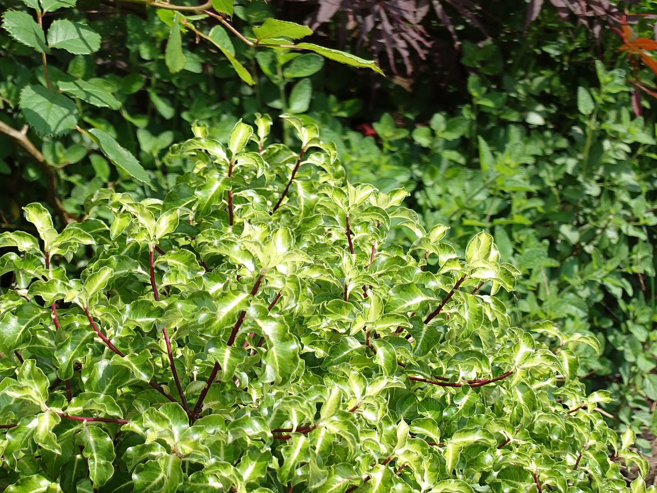A photo of he Sony Xperia 1 VI