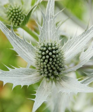 sea holly Silver Ghost blooming in border