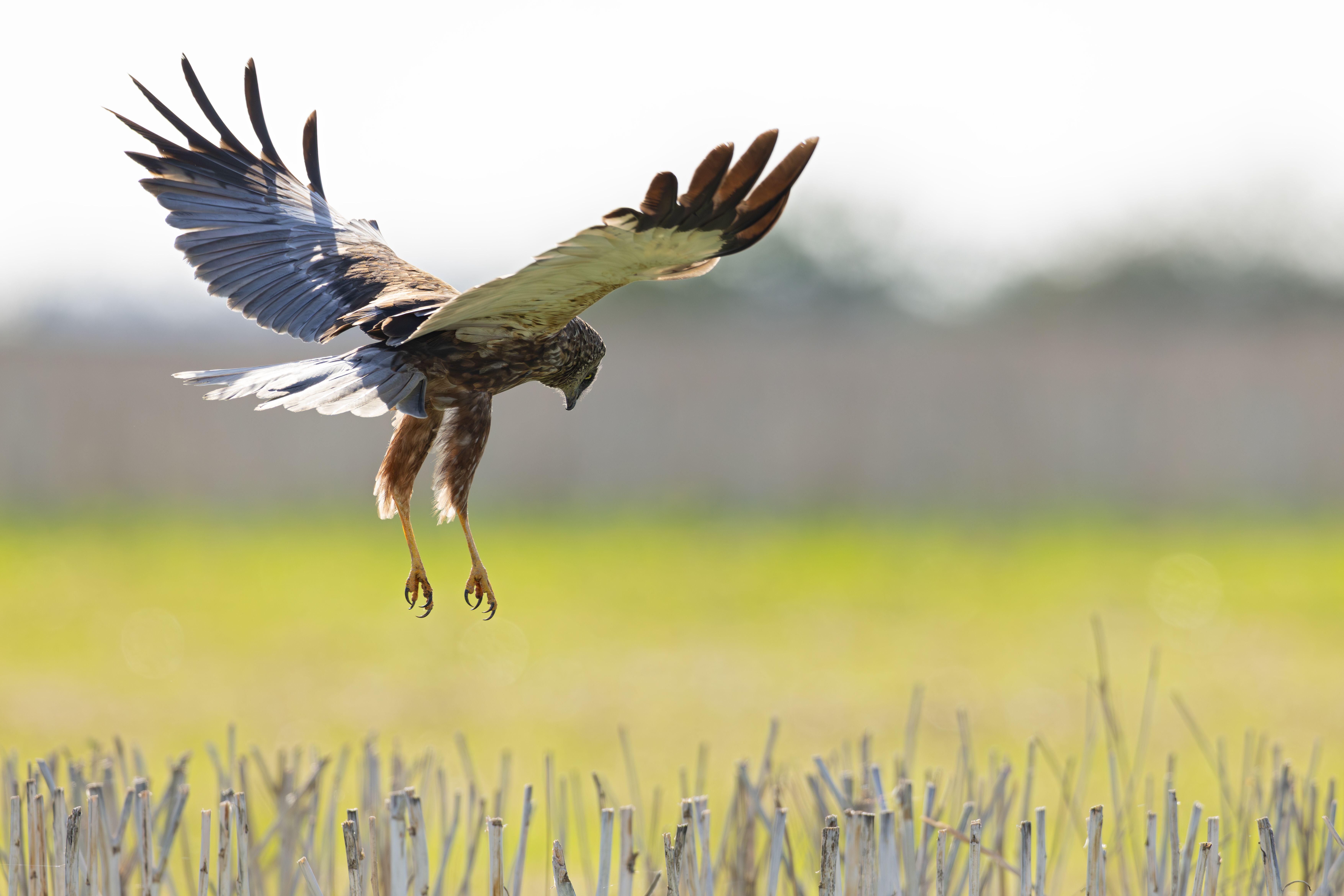 Marsh harrier