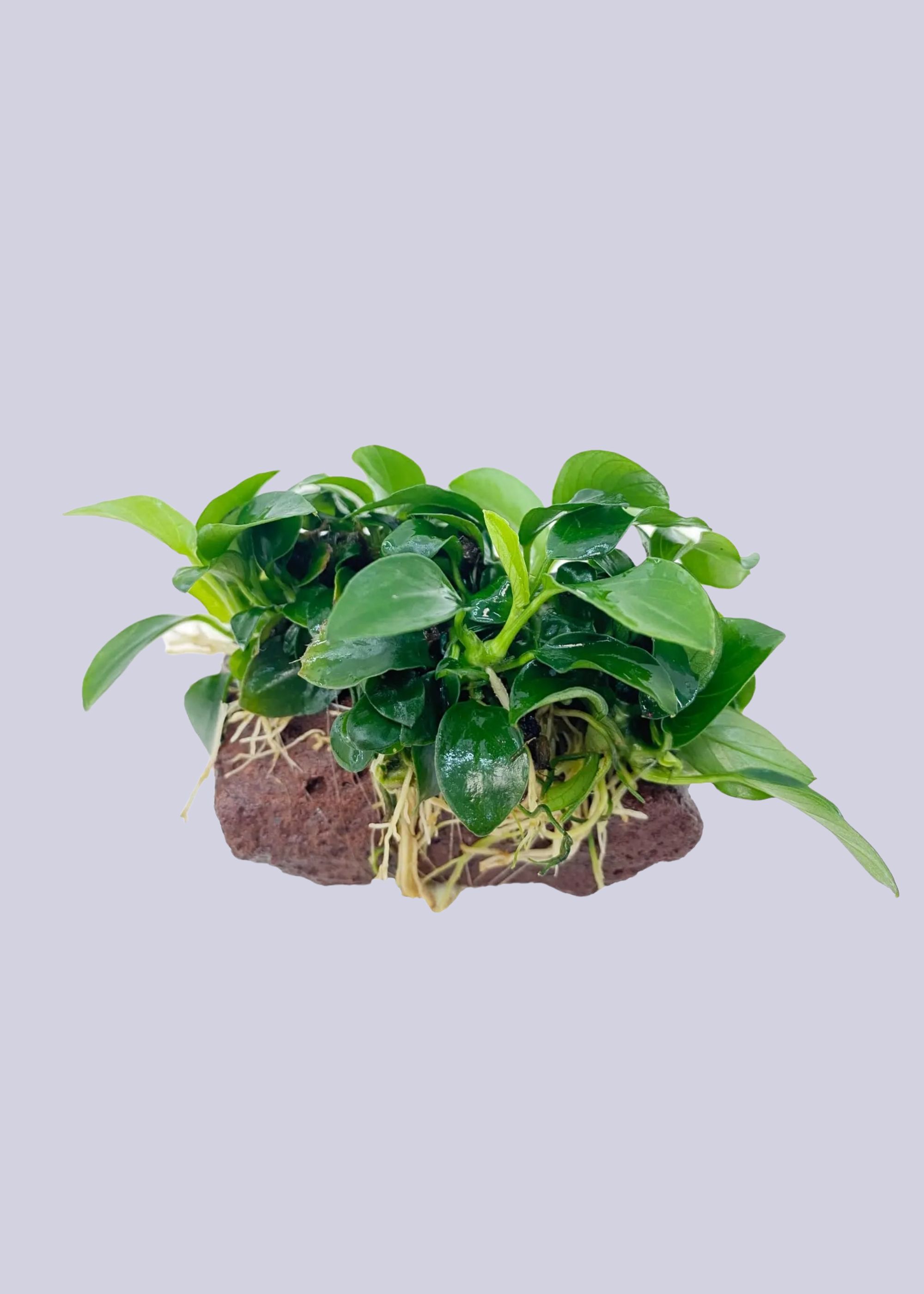 Aqua Essentials, Anubias on Mini Lava Rock