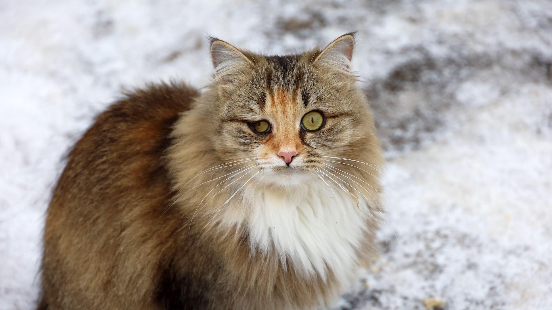 Cat with sore eye squinting