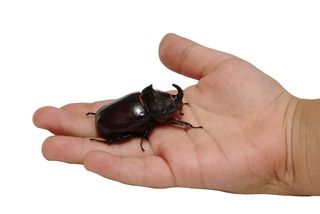 Rhinoceros beetle in hand