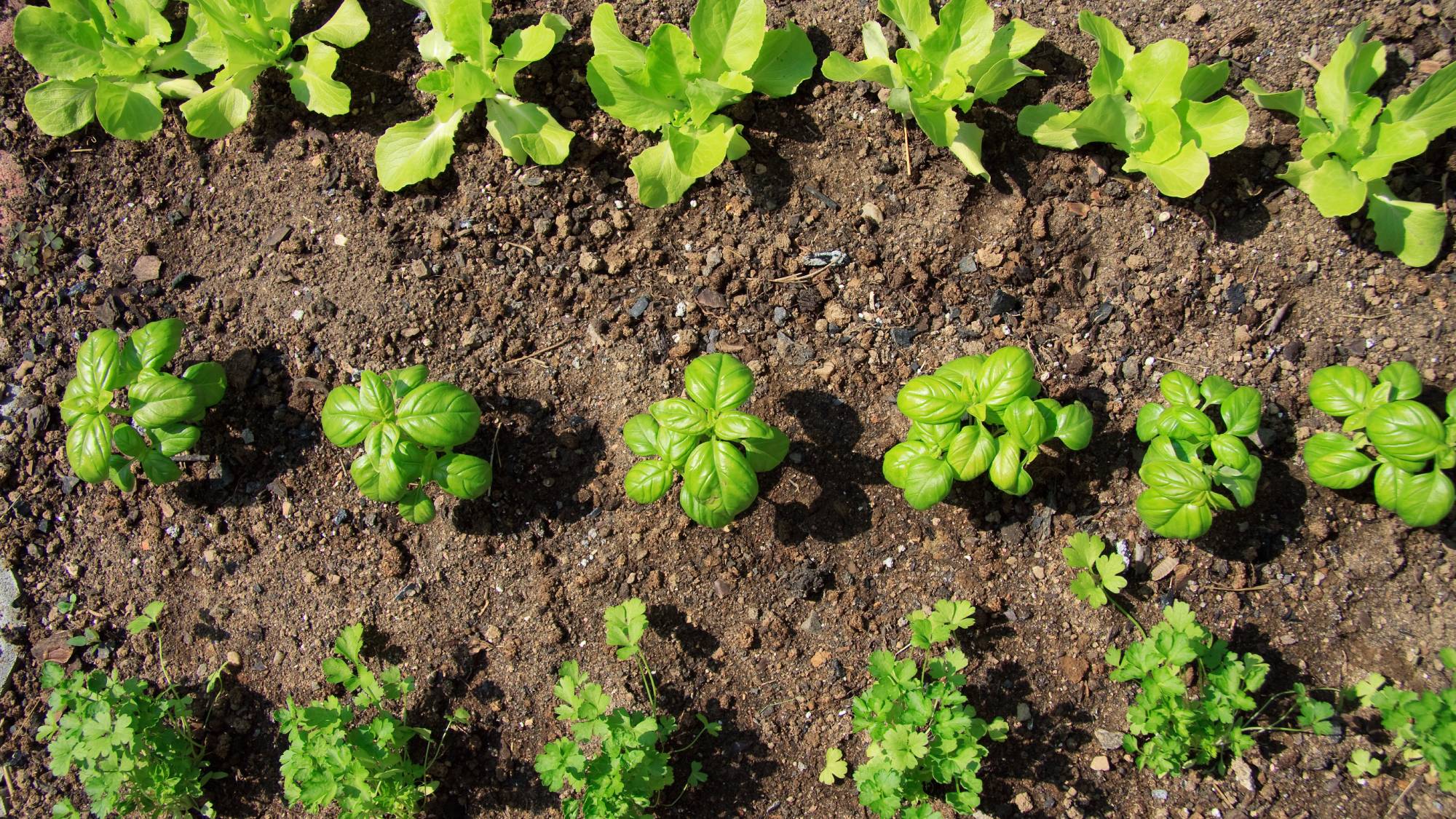 Evenly spaced vegetable plants in plot