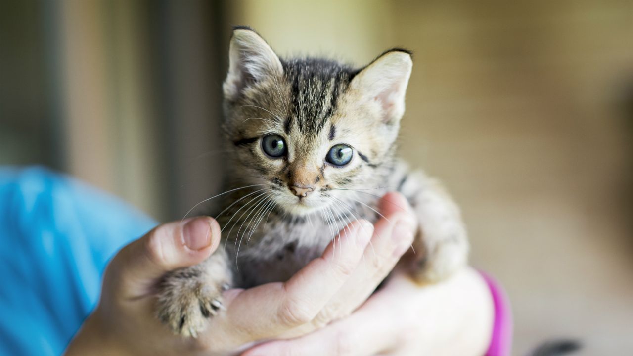 Petfishing, cat, kitten