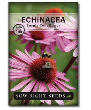 echinacea seed packet