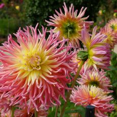 cactus dahlia flowers in mixed border