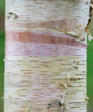 Betula albosinensis 'Hergest'. Chinese Red Bark Birch