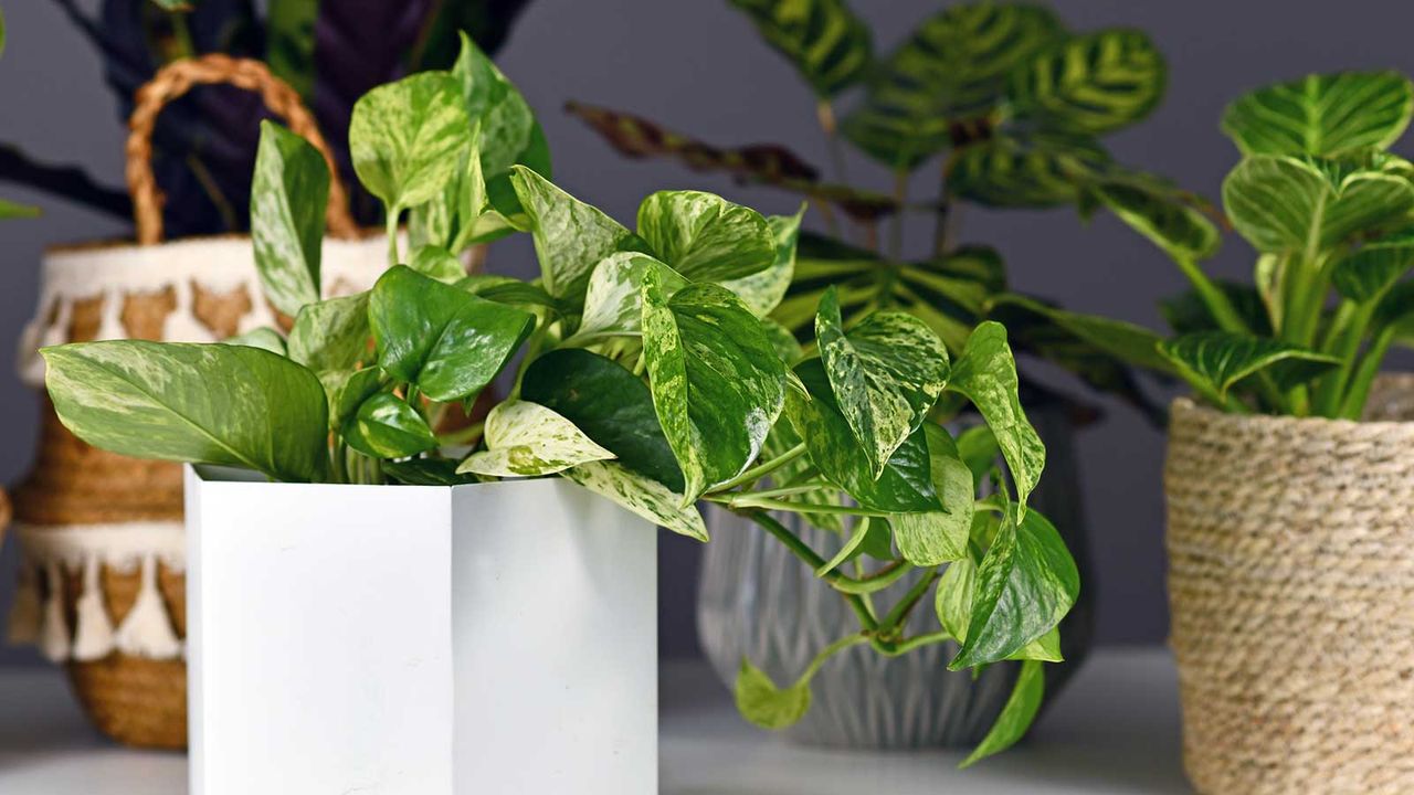 pothos drooping