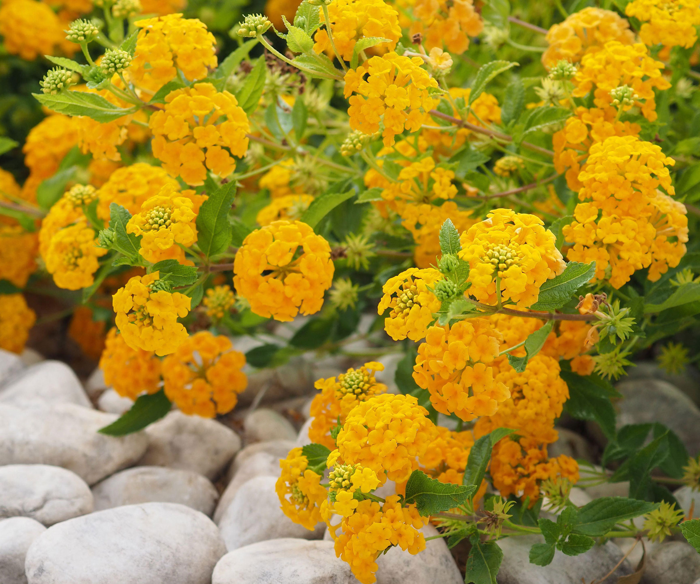 lantana plants with bright yellow flowers