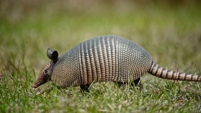 Armadillo in a yard