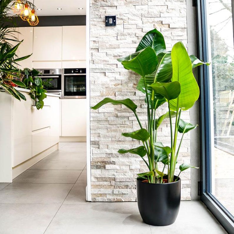 Bird of Paradise 130cm | Large Tropical House Plant | Strelitzia Nicolai Uk