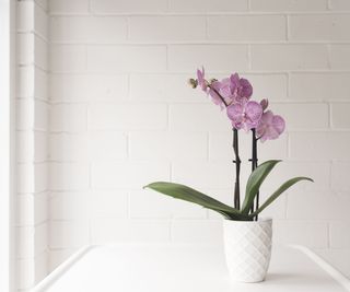 a pink orchid in a white pot