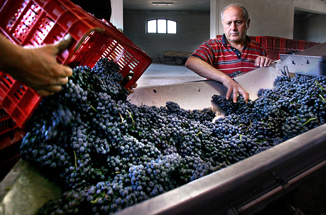 paolo scavino sorting grapes