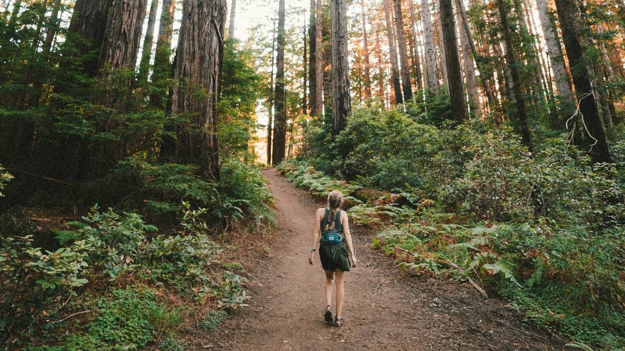 Japanese forest walking