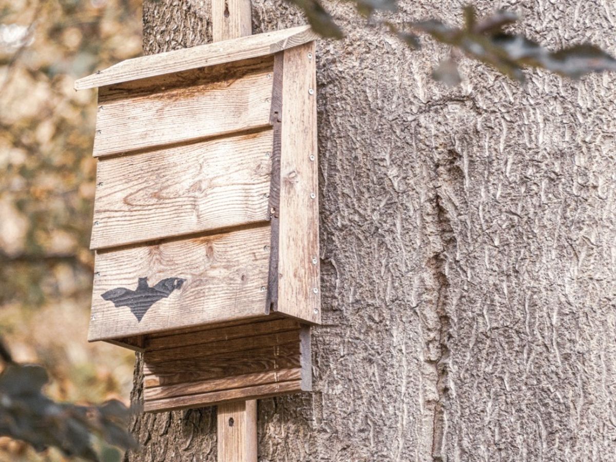 Bat House Plans - Tips For Building A Bat House And Attracting Bats To ...