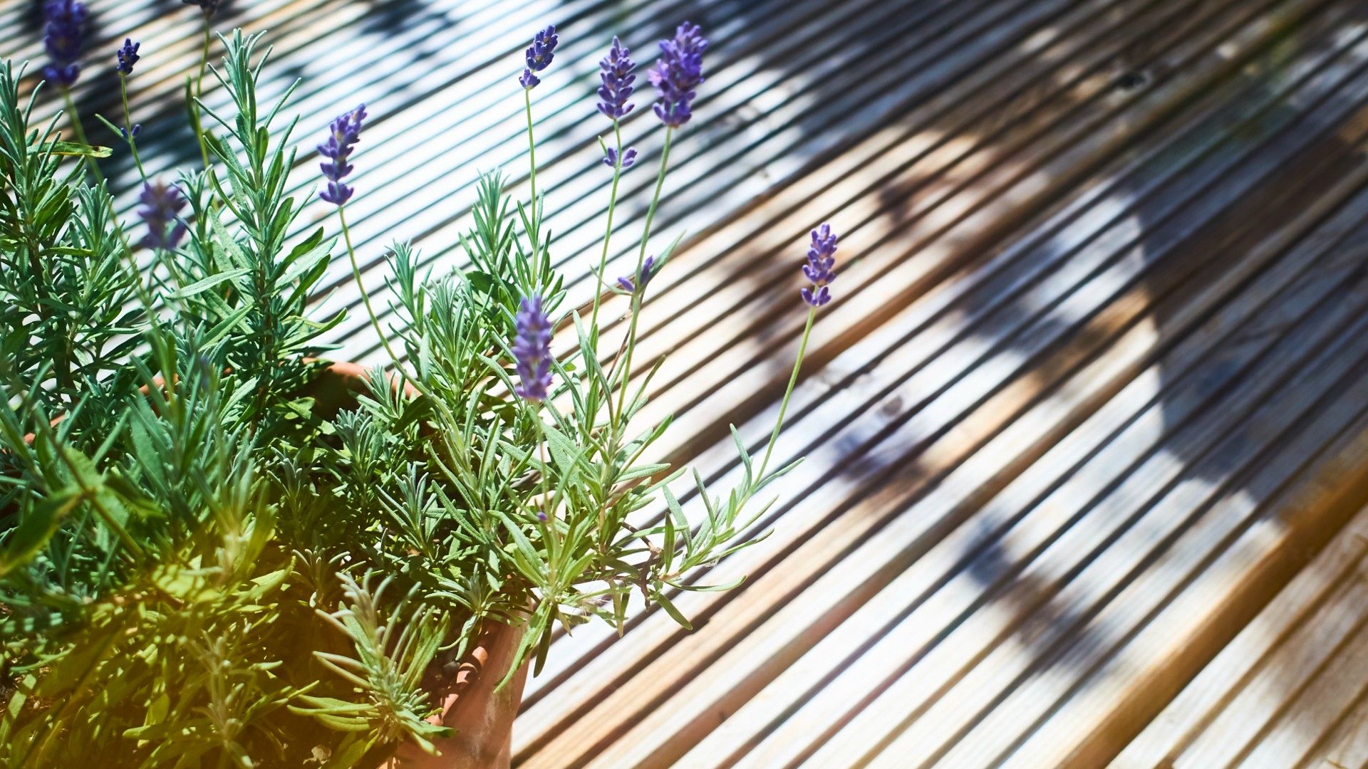 How to clean decking