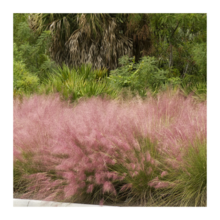 A pink muhly grass patch