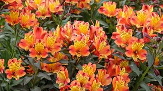 orange and yellow alstroemeria flowers