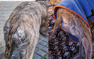 A before and after of a muddy dog and the same dog after a wash