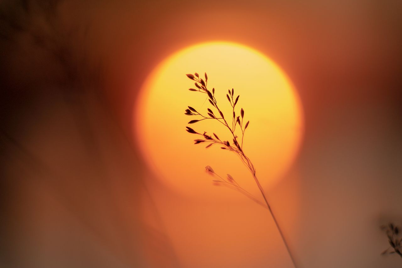 Grass against the setting sun