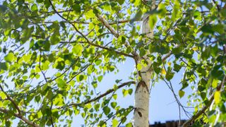 Paper birch tree