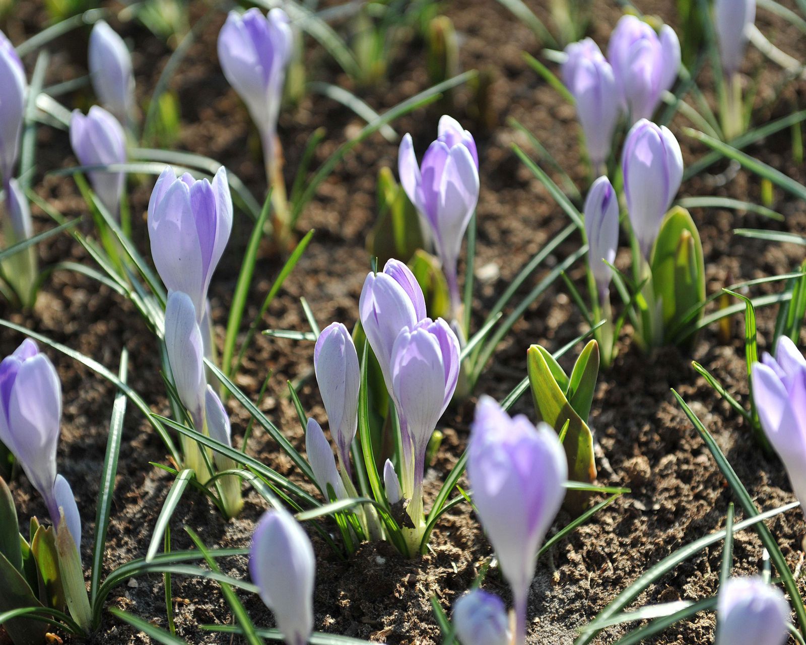Crocus plant care and growing guide Gardeningetc