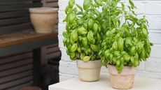 Two basil plants in terracotta pots in front of a white-painted brick wall in a garden with shelving in the background with another terracotta pot