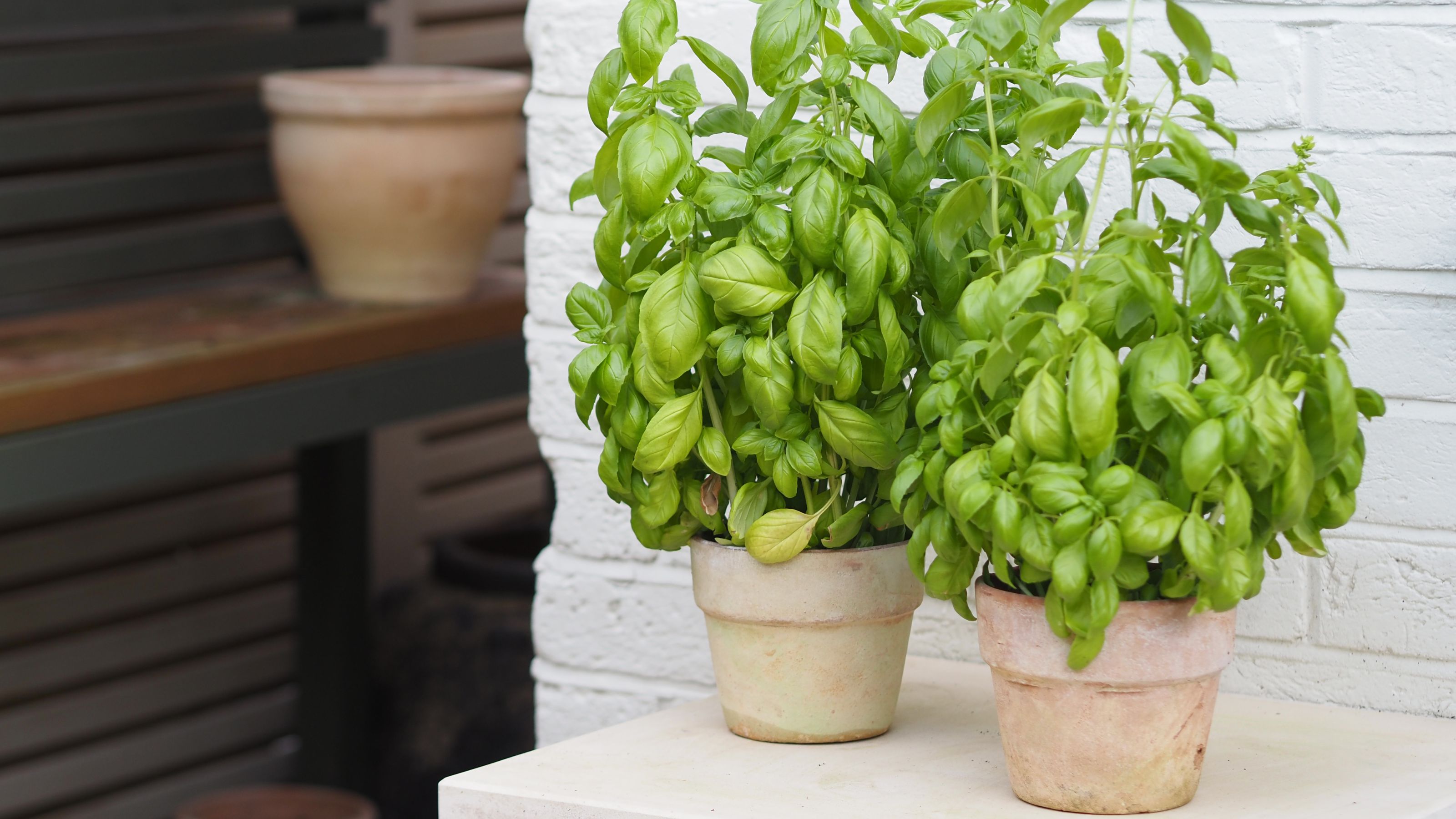 Two basil plants in terracotta pots in front of a white-painted brick wall in a garden with shelving in the background with another terracotta pot