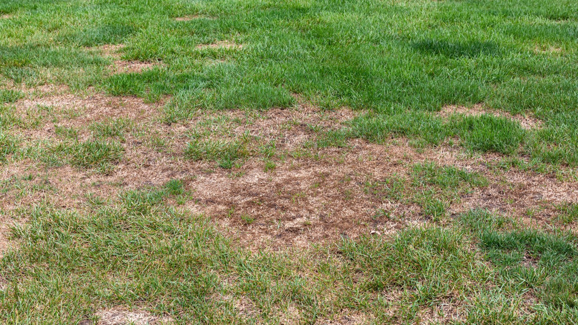 Grub Worm Control Tips On How To Get Rid Of Lawn Grubs Gardening Know How