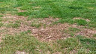 Lawn Damage Caused By Insects