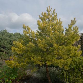 Scots pine tree in garden