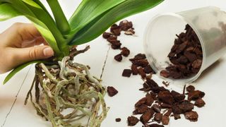 repotting an orchid