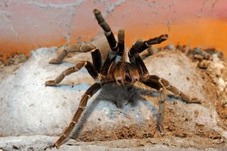 Cameroon Red Tarantula