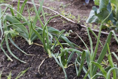 Spring Onions Growing In The Garden