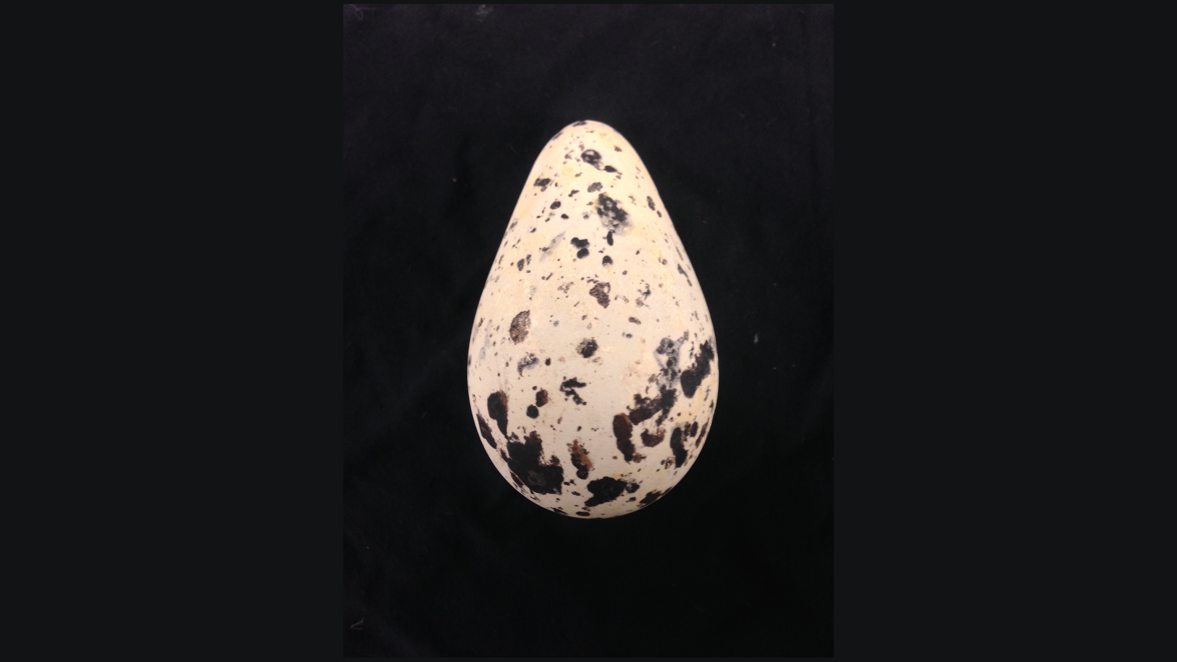 Here we see a white egg with black speckles against a black background. It is pear-shaped.