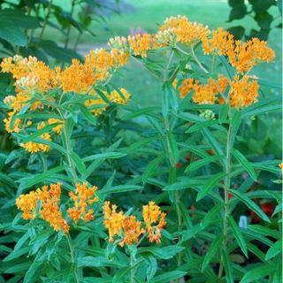 orange butterfly weed growing in summer border